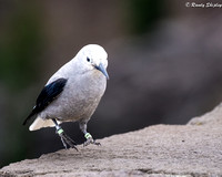 Clark's Nutcracker