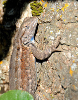 Western Fence Lizard