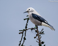 Clark's Nutcracker