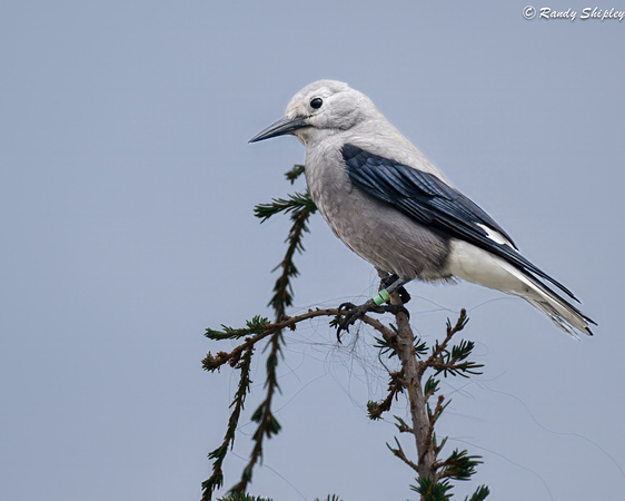 Clark's Nutcracker