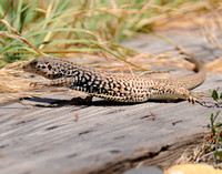 Long-nosed Leopard Lizard