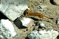 Long-tailed Weasel