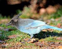 Stellar Blue Jay