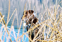 Buck/Labrador Retriever