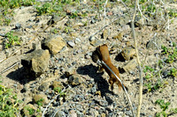 Long-tailed Weasel