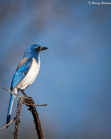 Western Scrub Jay