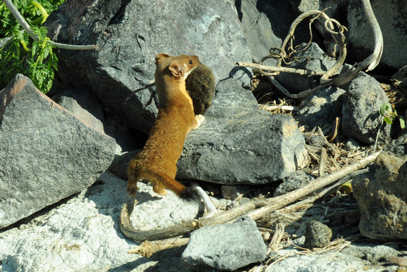 Long-tailed Weasel