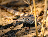 Long nosed leopard lizard