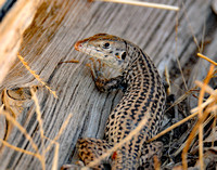 Long nosed leopard lizard