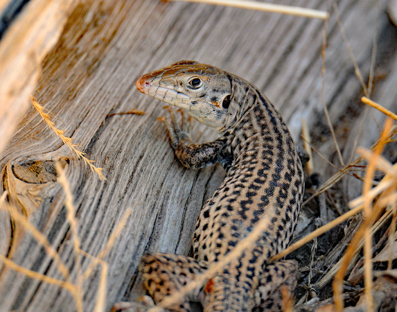 Long nosed leopard lizard