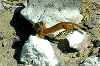 Long-tailed Weasel