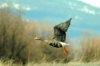White-fronted Geese