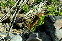 Long-tailed Weasel