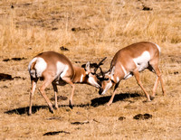 Sparring Pronghorns