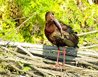 White-faced Ibis