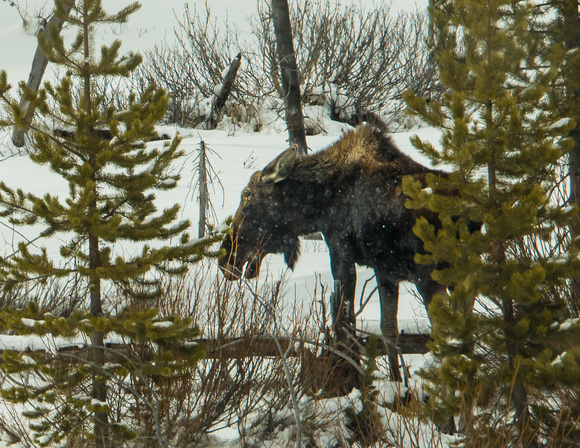 Shiras Moose