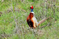 Ringneck Pheasant