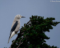 Clarks Nutcracker