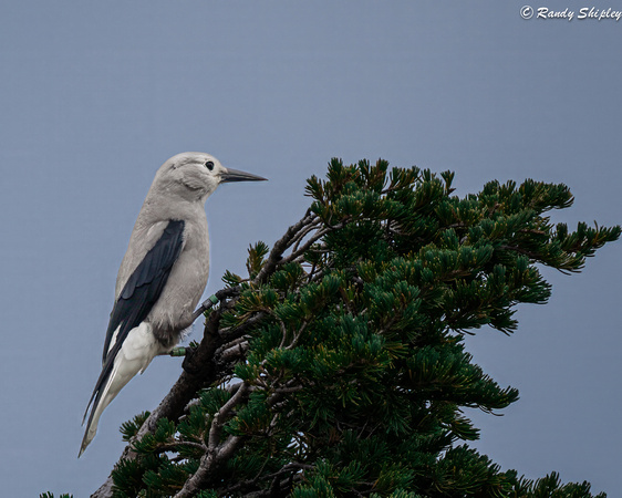 Clark's Nutcracker