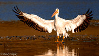 American White Pelicans