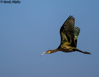 White-faced Ibis