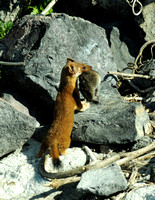 Long-tailed Weasel