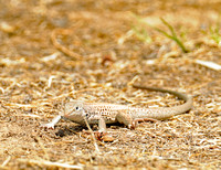 Long nosed leopard lizard