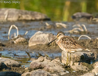 Long-billed dowitcher