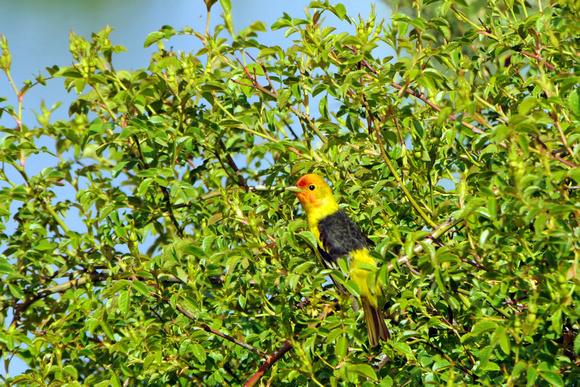 western tanager 2