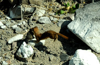 Long-tailed Weasel