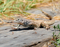 Long-nosed Leopard Lizard