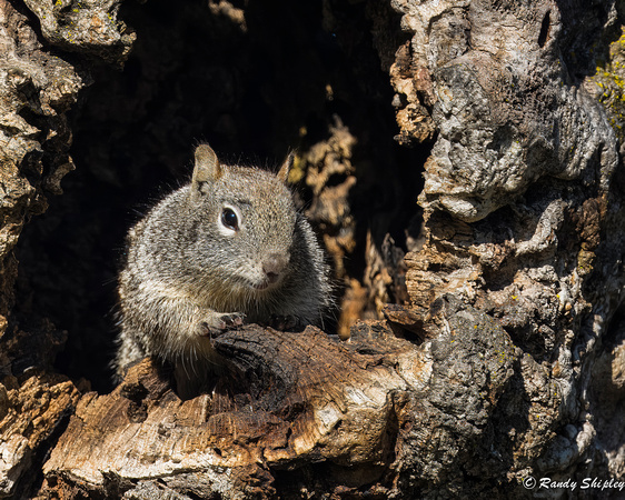 California ground Squirrel