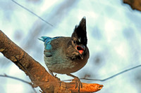 Stellar Blue Jay