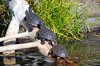 Western Pond Turtles