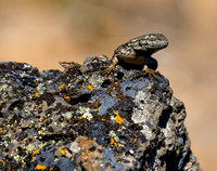 Western Fence Lizard