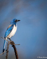 Western Scrub Jay