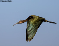 White-faced Ibis