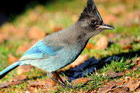 Stellar Blue Jay