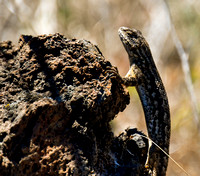 Western Fence Lizard