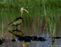 White-faced Ibis