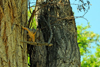 Fox Squirrel