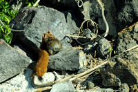 Long-tailed Weasel