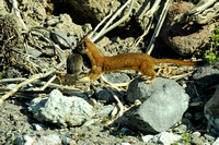 Long-tailed Weasel