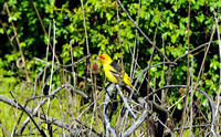 Western Tanager