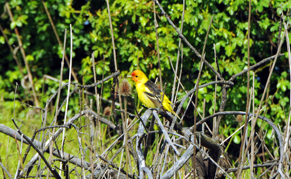 western tanager 1