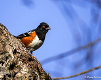 Spotted Towhee