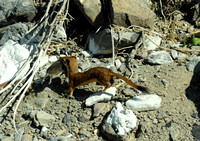 Long-tailed Weasel