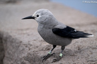 Clark's Nutcracker