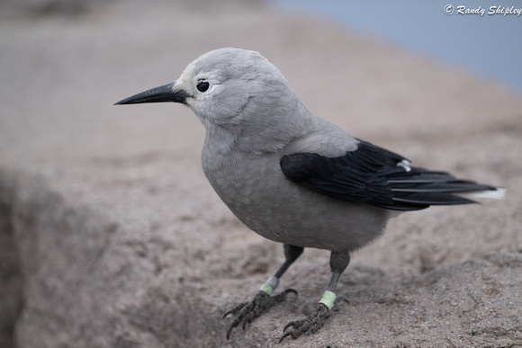 Clark's Nutcracker