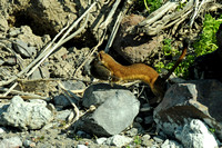 Long-tailed Weasel